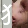 翠翘舞